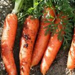 Как правильно сушить морковь на зиму хранить
