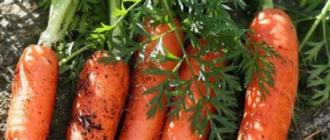 Как правильно сушить морковь на зиму хранить